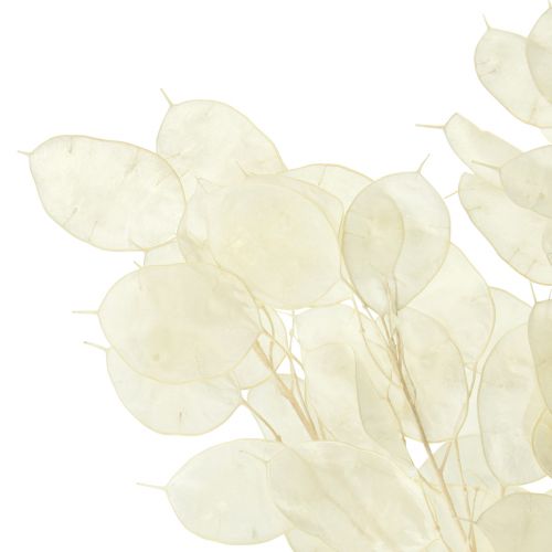 Artikel Silberblatt Mondviole Lunaria Konserviert L70cm 20g