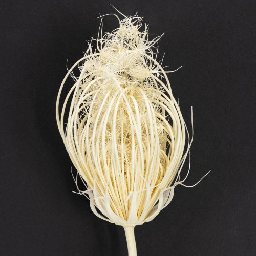 Artikel Trockenblumen Creme Fenchel Gebleicht 45cm Bund 10 St