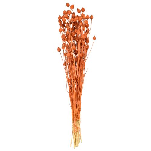 Artikel Trockenblumen Trockendistel Erdbeerdistel Orange 100g