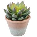 Floristik24 Sukkulente im Topf Echeveria künstlich Grün Vintage Ø15cm H16cm