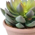 Floristik24 Sukkulente im Topf Echeveria künstlich Grün Vintage Ø15cm H16cm