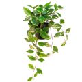 Floristik24 Philodendron -Scindapsus mit Topf, pflegeleicht – ideal für Büro und Zuhause 32cm