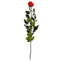 Floristik24 Amorosa Rot Infinity Rose mit Blättern Konserviert L54cm
