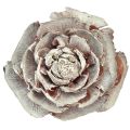 Floristik24 Zeder Zapfen geschnitten wie Rose Cedarrose 4-6cm weiß/natur 50 Stück