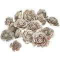 Floristik24 Zeder Zapfen geschnitten wie Rose Cedarrose 4-6cm weiß/natur 50 Stück