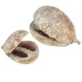 Floristik24 Mokka-Schoten Fruchtschalen Pear Pods weiß gewaschen 4 - 6 cm 50Stück